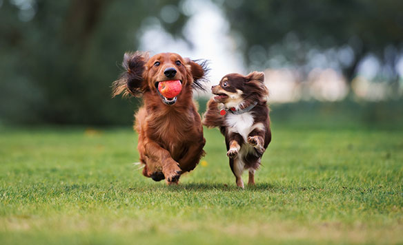 Dachshund Puppy Wild Boar ID:6607 Located at Petland Ashland, Kentucky