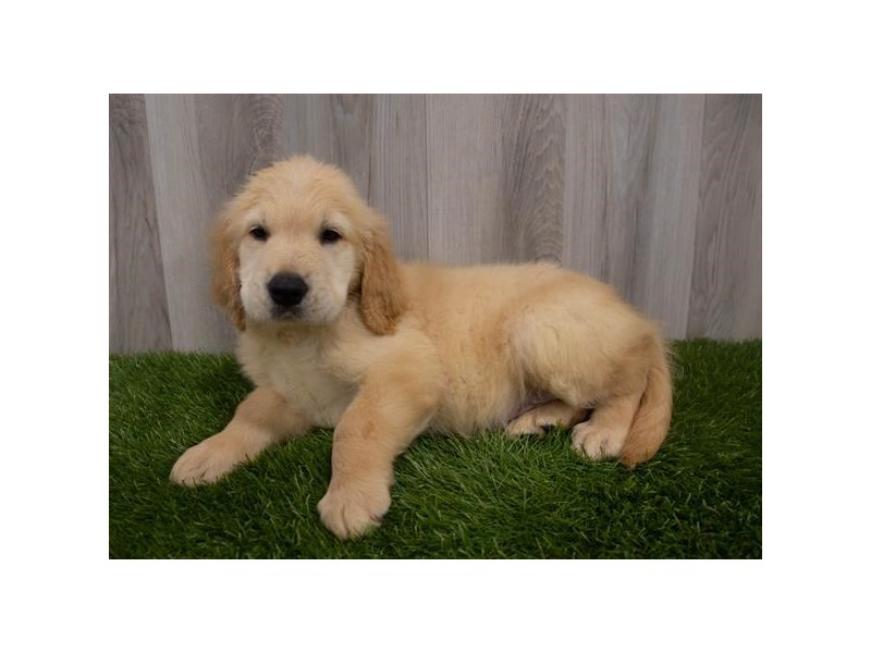 Golden RetrieverDOGMaleGolden3696366Petland Ashland, Kentucky