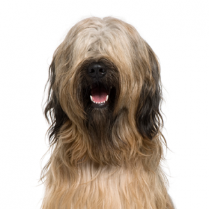 Briard