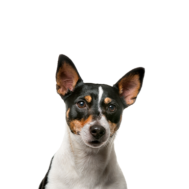 Toy Fox Terrier Puppies Breed Info