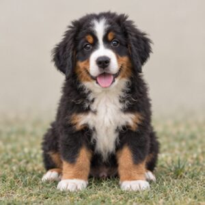 Bernese Mountain Dog