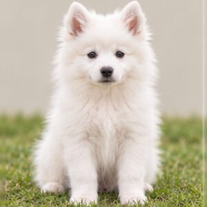 American Eskimo