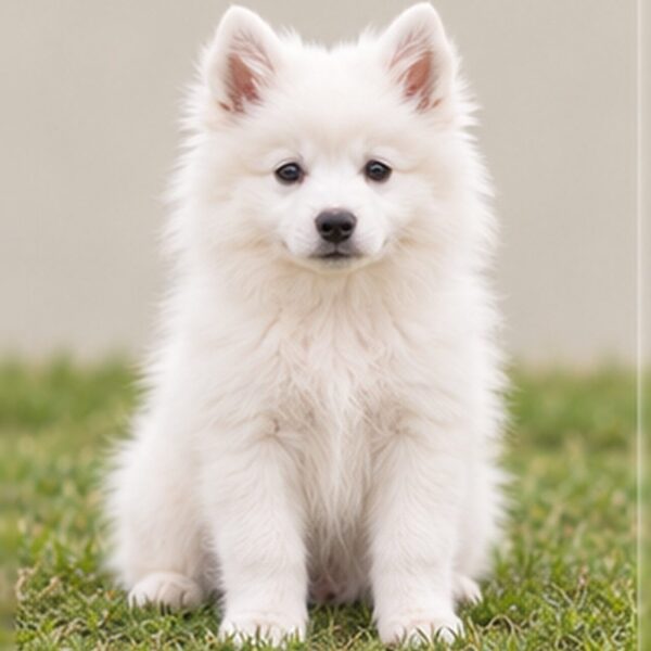 American Eskimo