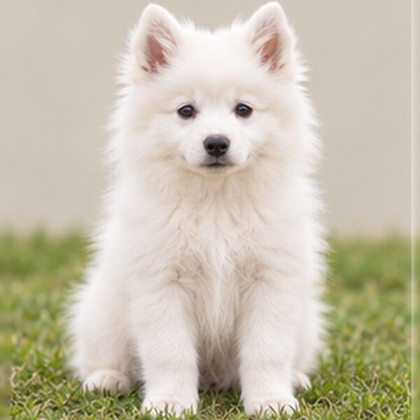 American Eskimo