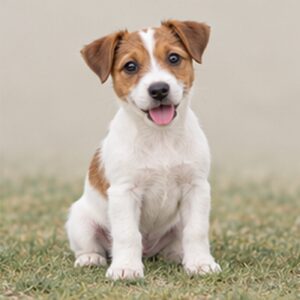 Jack Russel Terrier