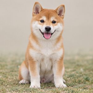 Shiba Inu