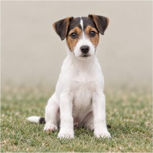 Smooth Fox Terrier