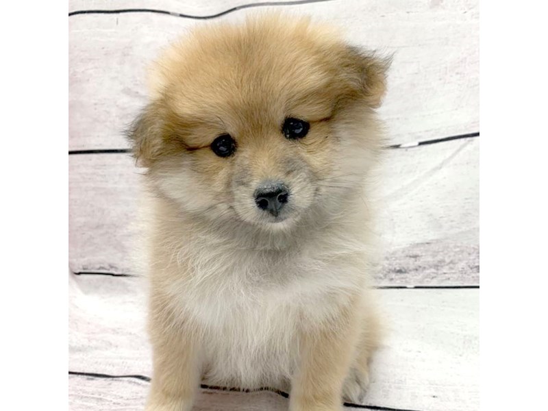 PomeranianDOGMaleCream3422985Petland Ashland, Kentucky