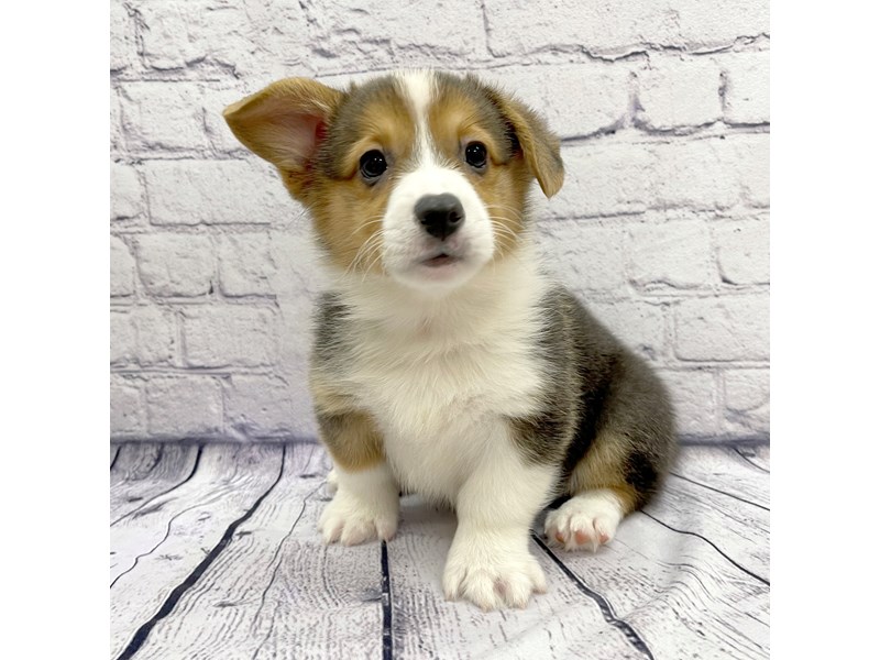 Pembroke Welsh / White3651327Petland Ashland