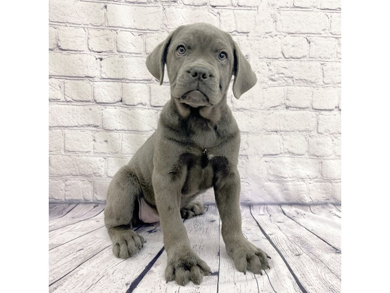 Cane CorsoDOGFemaleBlue3859845Petland Ashland, Kentucky