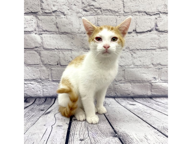 Adopt A Pet KittenCATMaleOrange/White3872461Petland Ashland, Kentucky