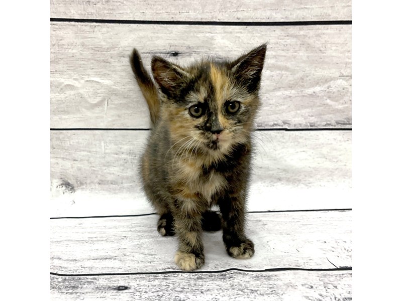 Adopt A Pet KittenCATFemaleTortoise Shell3891507Petland Ashland