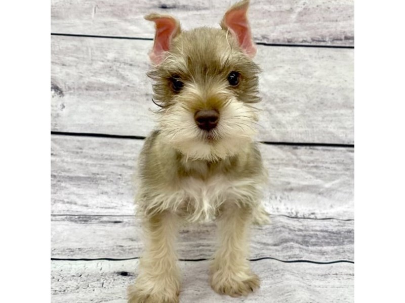 Miniature SchnauzerDOGMaleBlue Merle3805654Petland Ashland, Kentucky