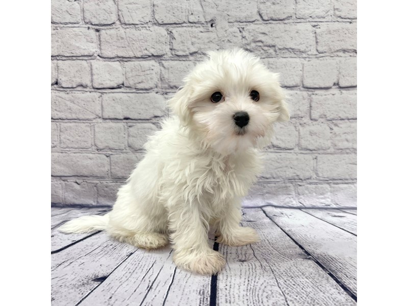 MalteseDOGMaleWhite3903538Petland Ashland, Kentucky