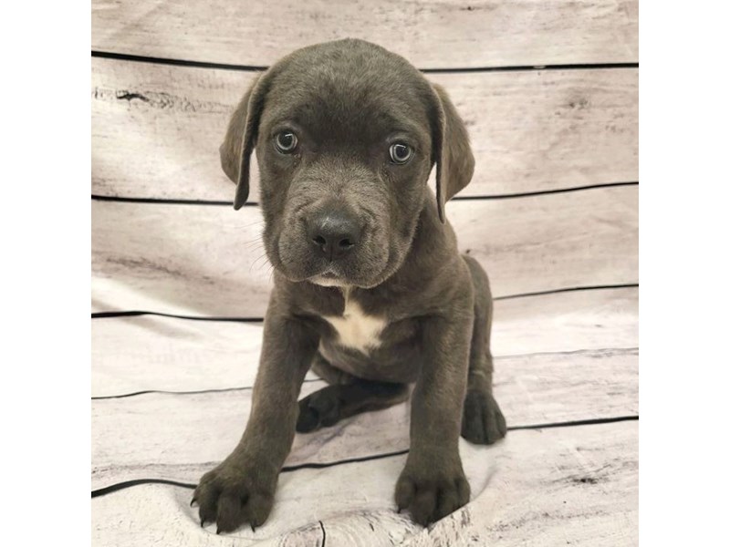 Cane CorsoDOGFemaleBlue3859845Petland Ashland, Kentucky