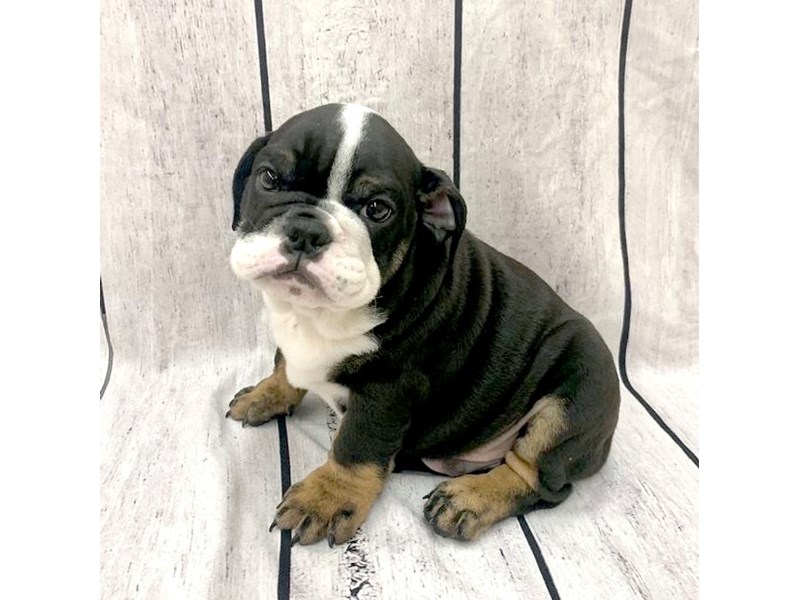 English BulldogDOGMaleBlack White / Tan3910944Petland Ashland