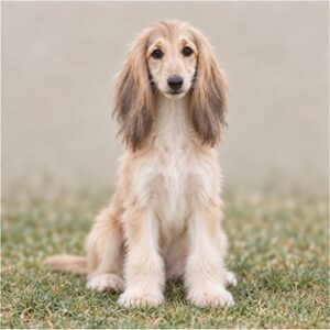 Afghan Hound puppies breed overview