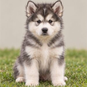 Alaskan Malamute puppies breed overview