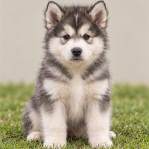 Alaskan Malamute puppies breed overview