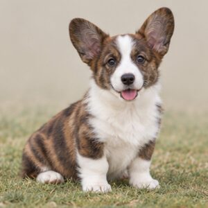 Cardigan Welsh Corgi puppies breed