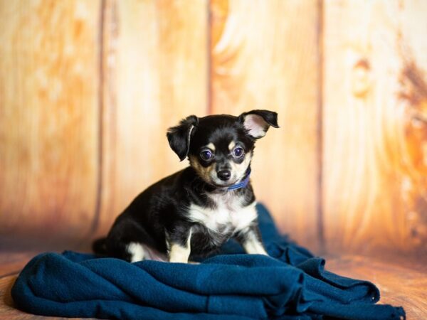 Chihuahua DOG Male blk tan 5614 Petland Ashland, Kentucky