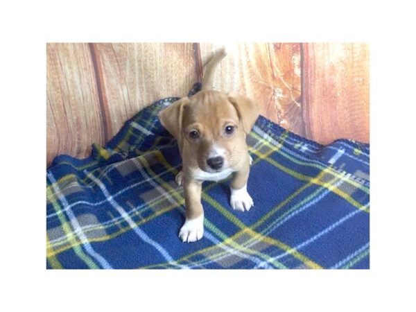 Chiweenie-DOG-Male-RED-5622-Petland Ashland, Kentucky