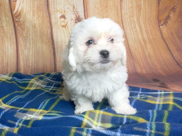 Teddy DOG Male brown white 5628 Petland Ashland, Kentucky