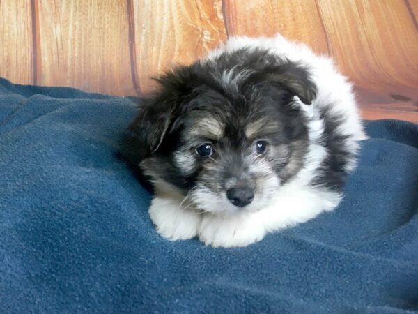 Pomchon-DOG-Female-BLACK WHITE-5625-Petland Ashland, Kentucky