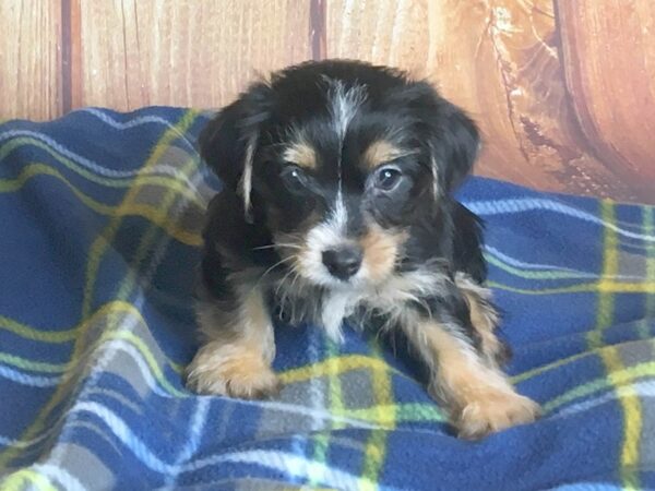 Yorkie Chon-DOG-Male-BLK TAN-5626-Petland Ashland, Kentucky