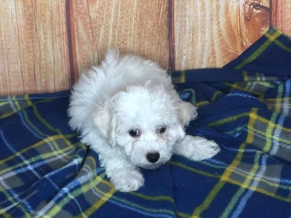 Poochon DOG Male RED 5635 Petland Ashland, Kentucky