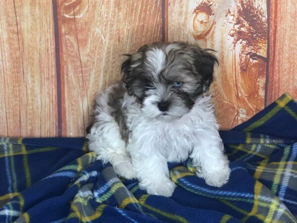 Shih Poo DOG Female choc merle parti 5633 Petland Ashland, Kentucky