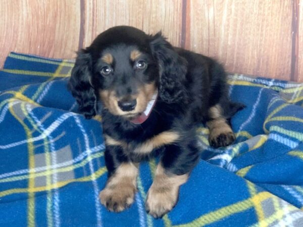 Dachshund DOG Female BLK TAN 5634 Petland Ashland, Kentucky