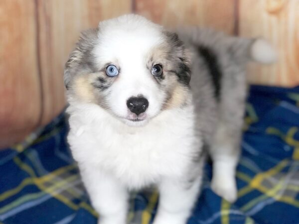 Aussiemo DOG Male Blue Merle 5629 Petland Ashland, Kentucky