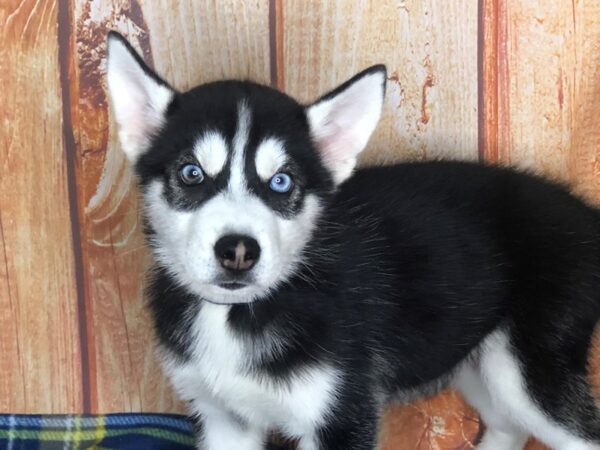 Siberian Husky DOG Male Black & White 5630 Petland Ashland, Kentucky