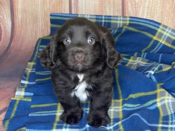 Cocker Spaniel DOG Female CHOC 5632 Petland Ashland, Kentucky