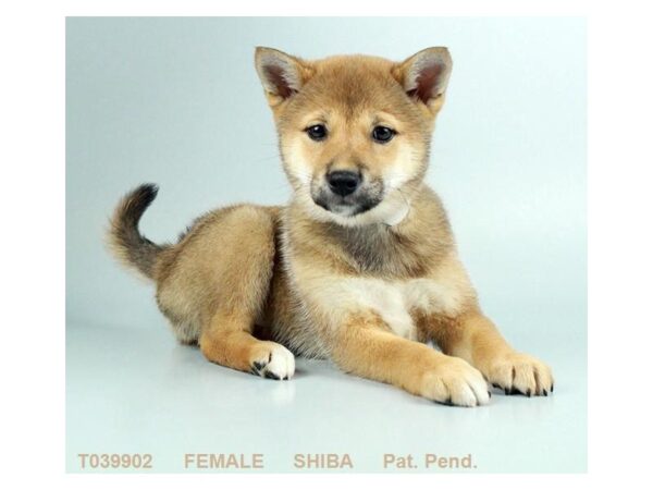 Shiba Inu DOG Female RD SESME 5648 Petland Ashland, Kentucky