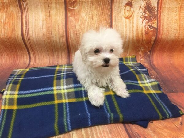 Maltese DOG Male White 5647 Petland Ashland, Kentucky