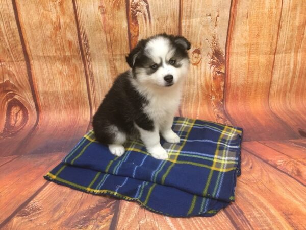 Pomsky DOG Male black wh 5650 Petland Ashland, Kentucky