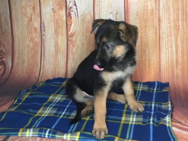 German Shepherd DOG Female Black and Tan 5651 Petland Ashland, Kentucky