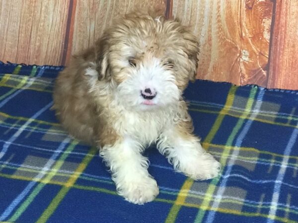 Toy Aussie-DOG-Male-Brown-5653-Petland Ashland, Kentucky