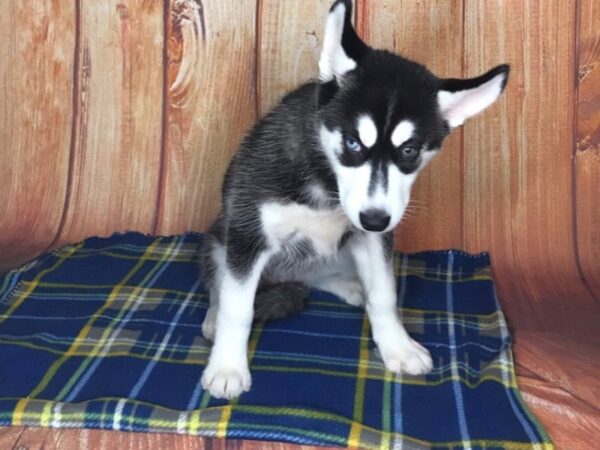 Siberian Husky DOG Female Black & White 5652 Petland Ashland, Kentucky