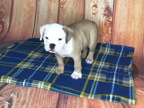 Beabull DOG Female FAWN WHITE 5655 Petland Ashland, Kentucky