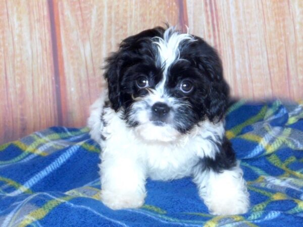 Cava Poo DOG Male BLK WHITE 5654 Petland Ashland, Kentucky