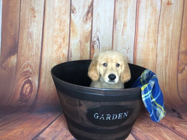 Golden Retriever DOG Female Golden 5658 Petland Ashland, Kentucky