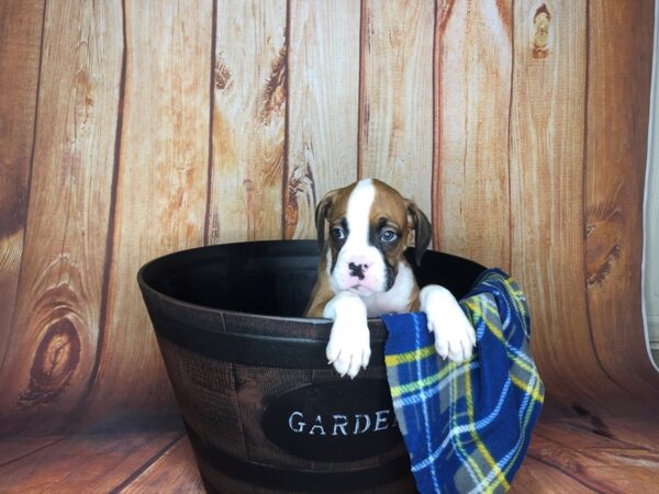 Boxer DOG Male Fawn White 5659 Petland Ashland, Kentucky