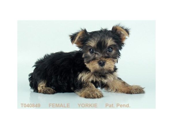 Yorkshire Terrier DOG Female BLK & TN 5663 Petland Ashland, Kentucky