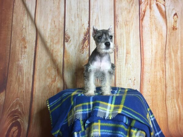 Miniature Schnauzer DOG Male SALT PEPPER 5665 Petland Ashland, Kentucky