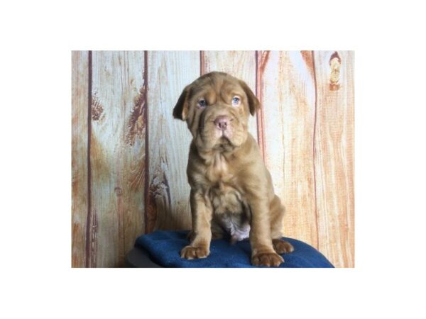 Mini Hippo DOG Male choc 5666 Petland Ashland, Kentucky