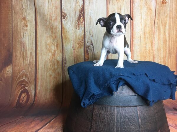 Boston Terrier DOG Female BRINDLE WHITE 5667 Petland Ashland, Kentucky