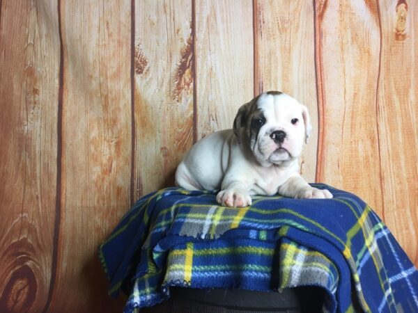 Mini Bulldog DOG Male White/brown 5668 Petland Ashland, Kentucky